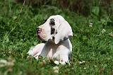 DOGUE ALLEMAND 229